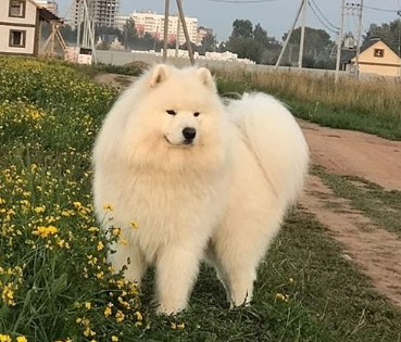 SNEZHNAYA RUSSIA FATYAN | Samoyed 