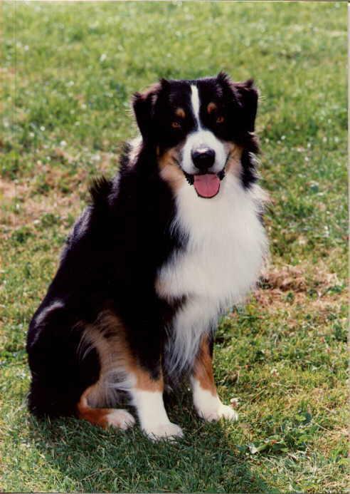 Gitalong's Darkside O'The Moon | Australian Shepherd 