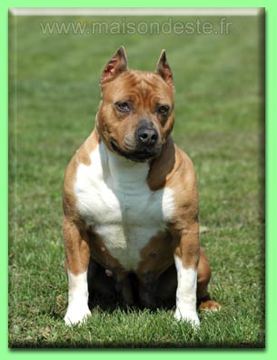 Tiam's de la maison d este | American Staffordshire Terrier 