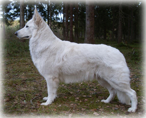 White Ghost's Cinderella Girl | White Swiss Shepherd Dog 