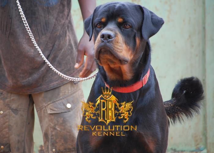 Titan crniz vitez | Rottweiler 