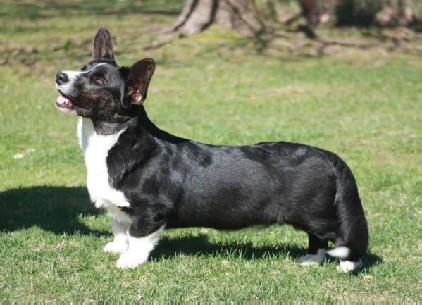 Cardiganium Elisey | Cardigan Welsh Corgi 