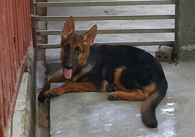 Braula vom Hoa Nam Dinh | German Shepherd Dog 