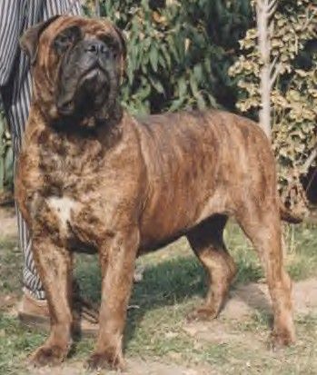 Jobull's fancy fanny | Bullmastiff 