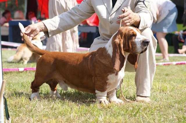 ERYK DUDI DOG`S | Basset Hound 