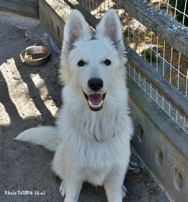 Rheia la Blankpapilio | White Swiss Shepherd Dog 