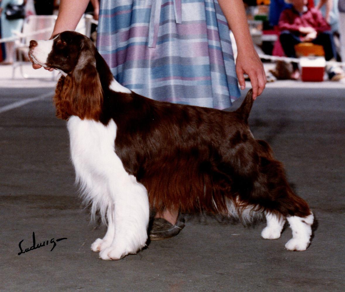 Jester's Fascinatin' Rythm | English Springer Spaniel 