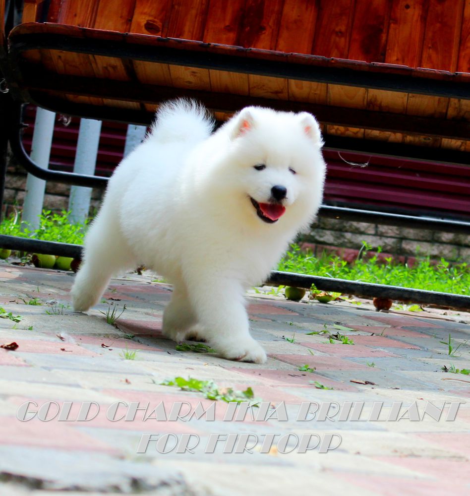 Gold Charm Ikia Brilliant For Firtopp | Samoyed 