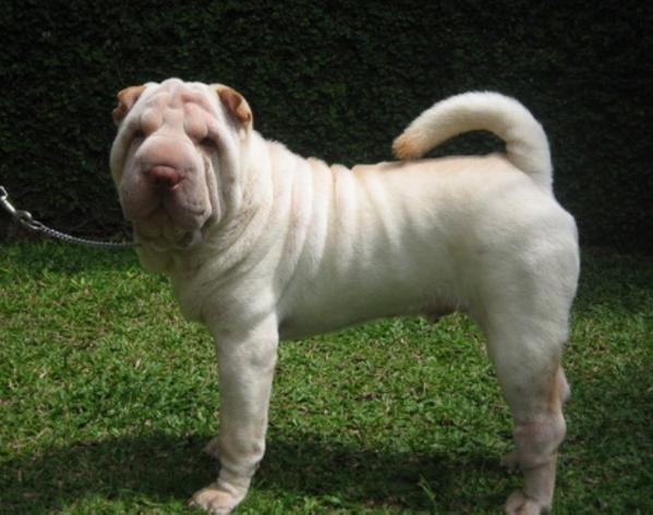 Big Bear Von Sukamulya | Shar-Pei 