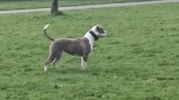 Daisy of thender red | American Staffordshire Terrier 