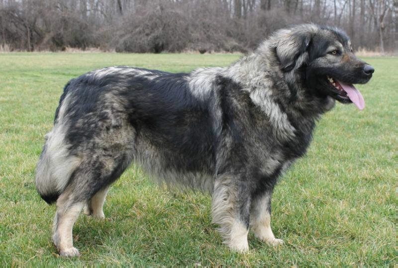 Black Swamp Myah | Yugoslavian Shepherd Dog-Sarplaninac 