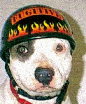 McMillans Spot | American Pit Bull Terrier 