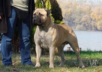 Toro diavolo valgrind golden s uelsi | Bullmastiff 