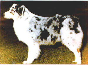 Wildhagen's Dutchman of Flintridge | Australian Shepherd 