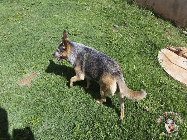 Safira | Australian Cattle Dog 