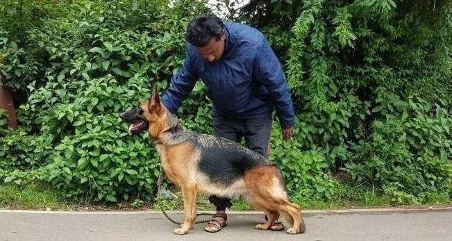 Santu's Rezwinger Atrice | German Shepherd Dog 