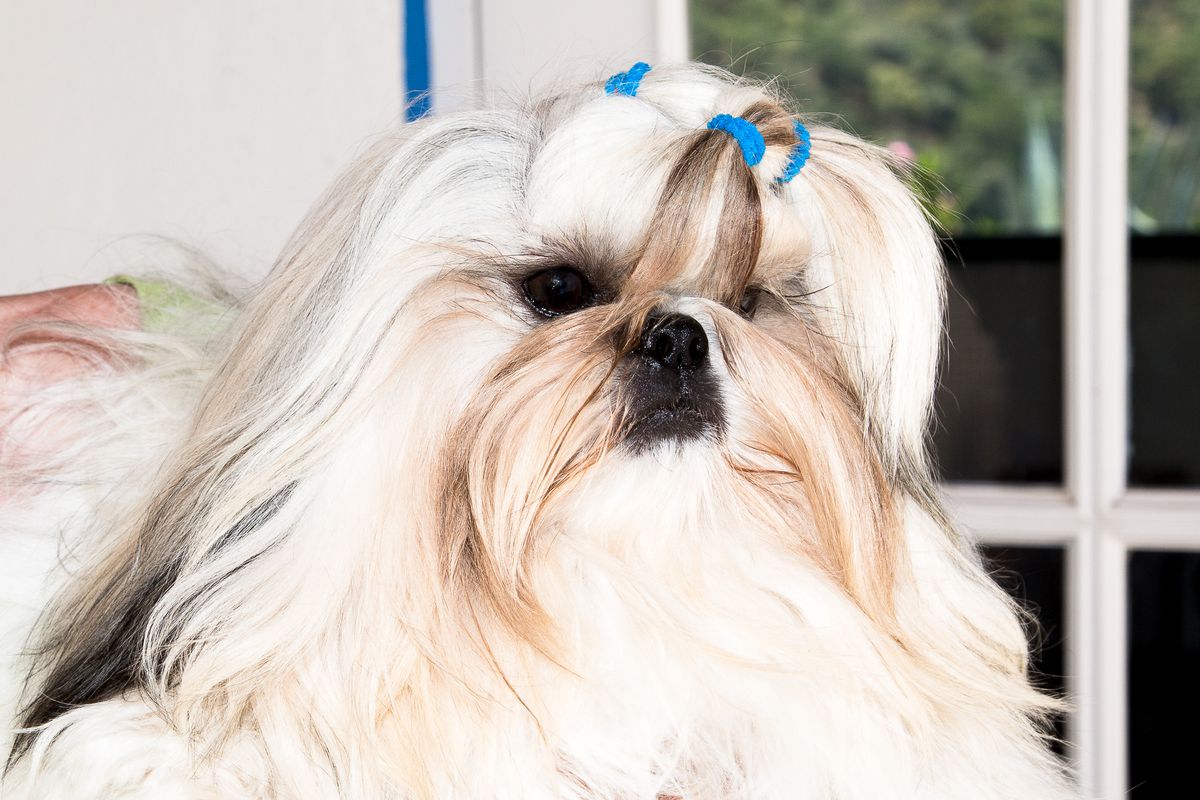 TANG-KOU ALADDIN | Shih Tzu 