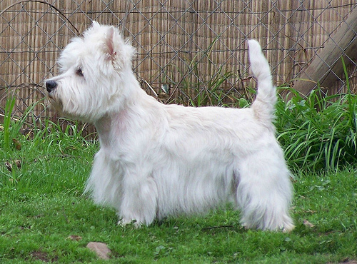 Kobbi De Hnos Goruz | West Highland White Terrier 