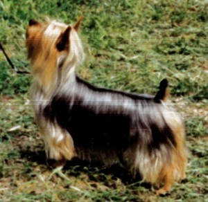 Tawny Mist Trade Secret | Silky Terrier 