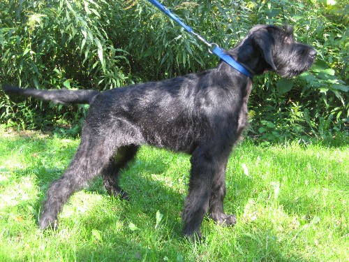 Bijou vom kleinen Büffel | Giant Schnauzer 