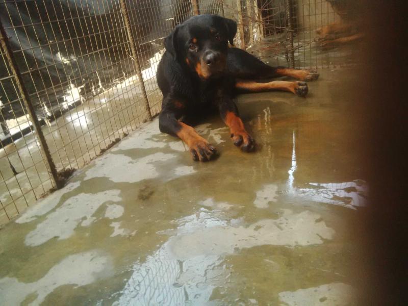 bella first choice kennel | Rottweiler 