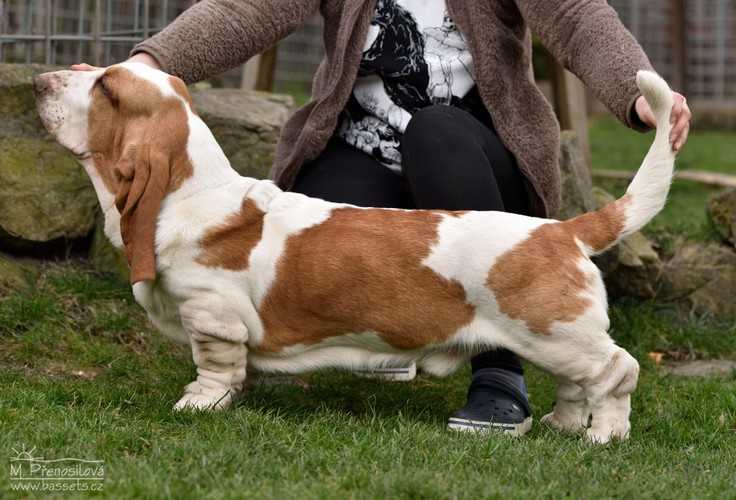 Severus Lady Barnett's | Basset Hound 