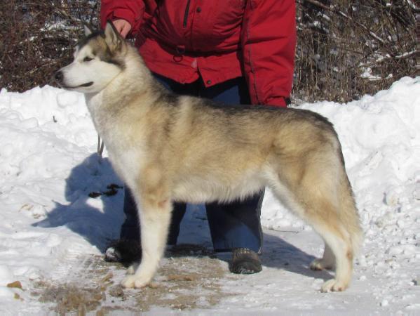 Powderhound's Avalanche | Alaskan Malamute 