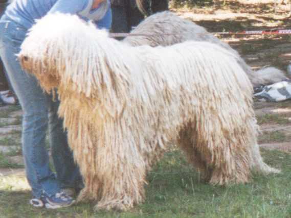 Karcagpusztai Eros | Komondor 