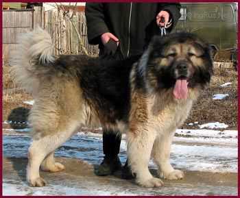 Aton | Caucasian Mountain Dog 