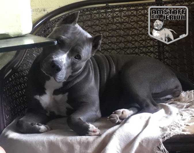 AKIRA TS AMSTAFF DO JERIVÁ | American Staffordshire Terrier 