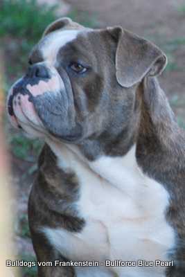 Bullforce Blue Peal | Olde English Bulldogge 