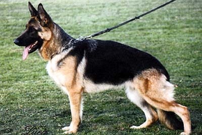 Gimmy vom Haus Babilon | German Shepherd Dog 