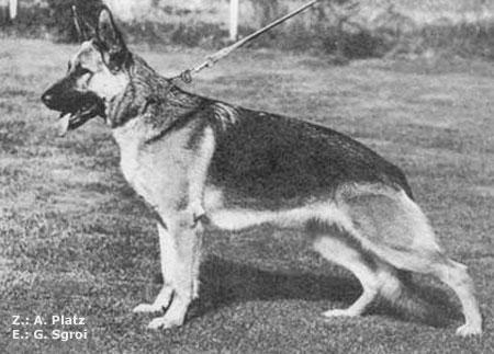 Dixie von Adeloga | German Shepherd Dog 