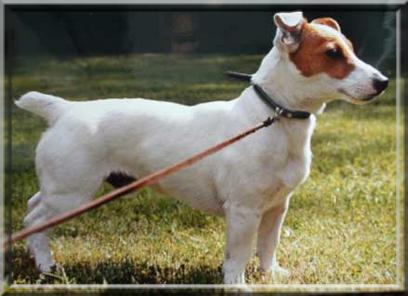 Leszcz | Jack Russell Terrier 