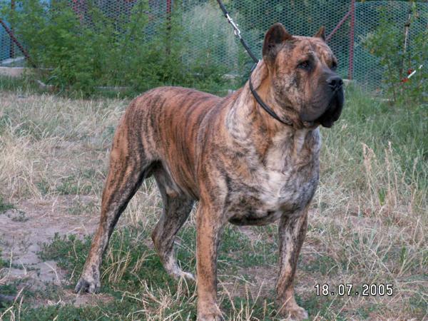 Burbul Xanti Land | Perro de Presa Canario 