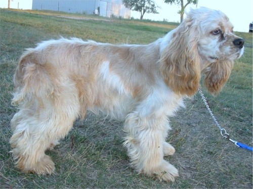 Dakota Winds Charlie | American Cocker Spaniel 