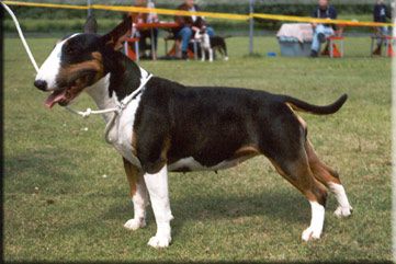 Yoeckydoes Tequila | Bull Terrier 