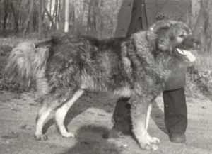 Askar Tsado | Caucasian Mountain Dog 