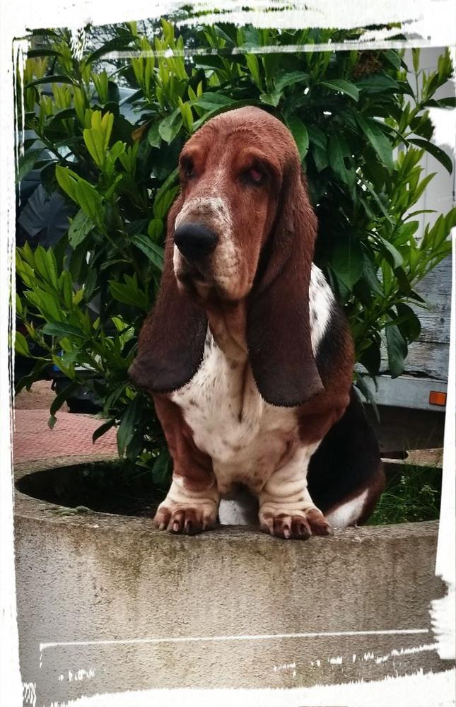 Mademoiselle coco chanel Du Cercle De Léma | Basset Hound 