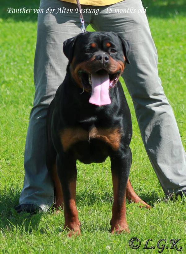 Panther von der Alten Festung | Rottweiler 