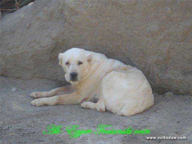 Akbay Kyarizov | Central Asian Shepherd Dog 