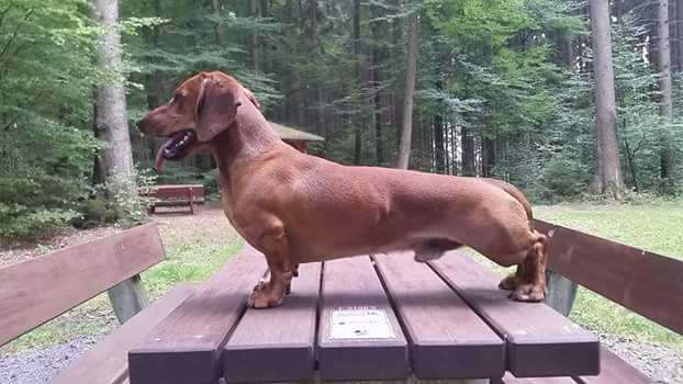 AXEL vom Brexbach | Dachshund 