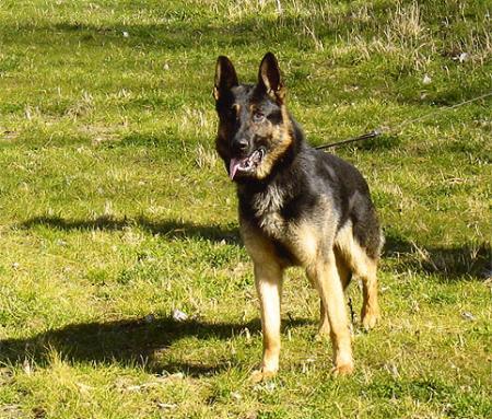Griselda's Arek | German Shepherd Dog 