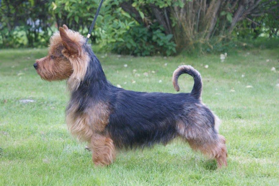 Pariservikens Earth Boy | Australian Terrier 
