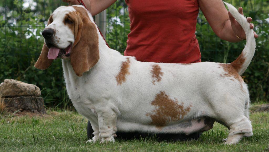 Reine de naboo de la contree du milieu | Basset Hound 