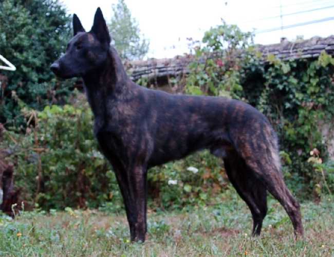 Mac Khalahann's Es Leon | Dutch Shepherd 