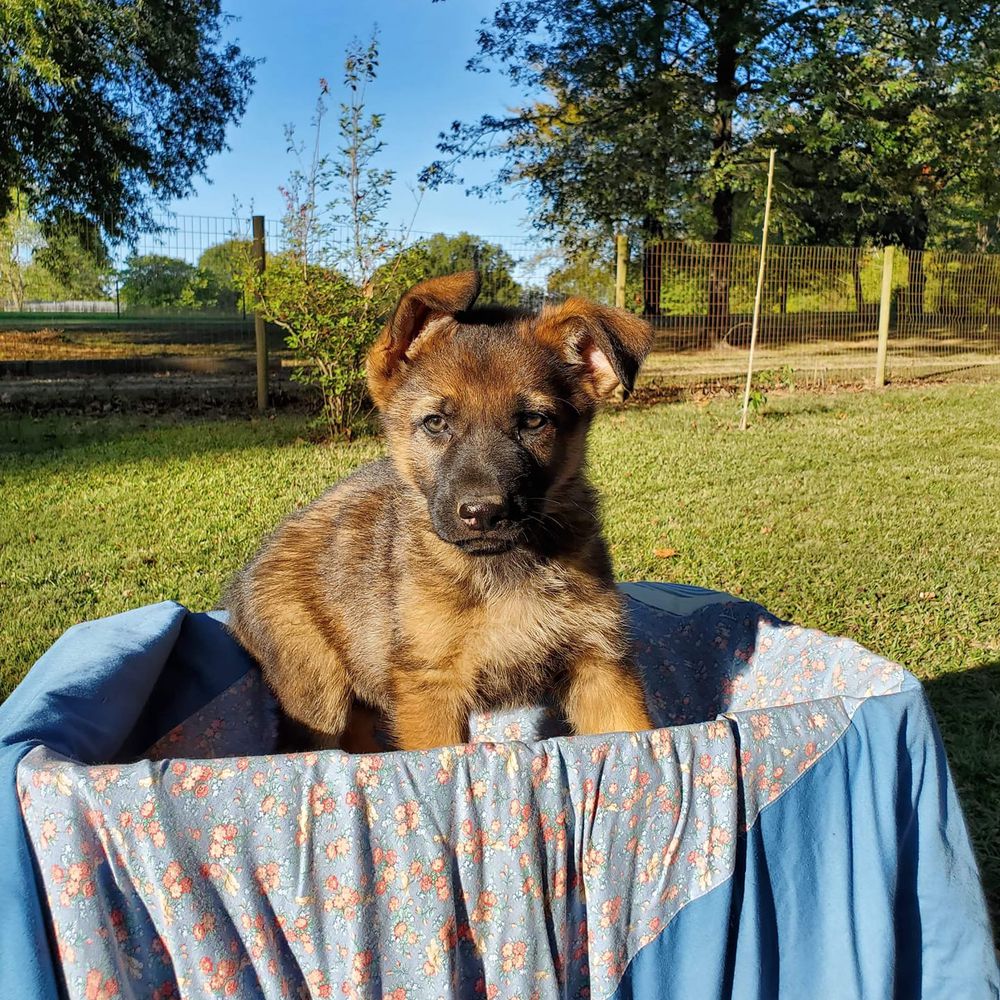 Everest Treuer Fangschutz Der Freiheit | German Shepherd Dog 