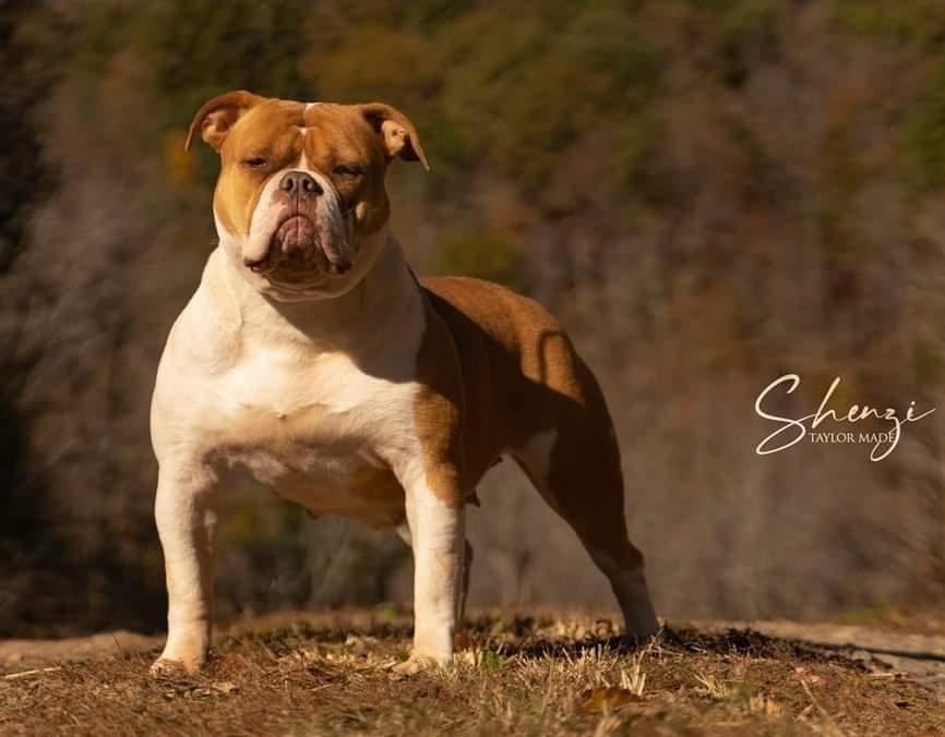 Talormade's Shenzi | Olde English Bulldogge 