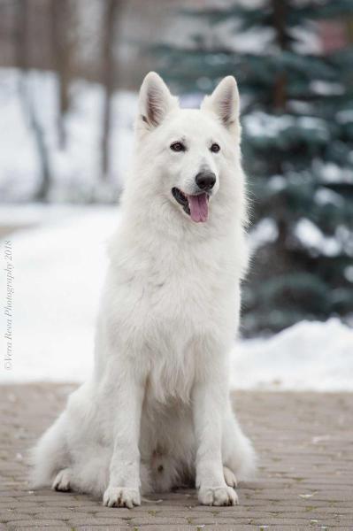 Alkhabor Almira Glorius Stelo De Sorto | White Swiss Shepherd Dog 