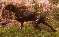 Noisette de la Porte de Becray | German Shorthaired Pointer 